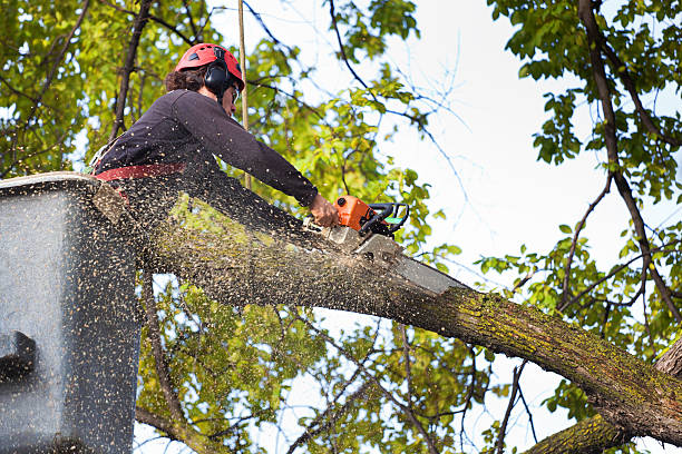 Reliable Churchill, MT Tree Services Solutions